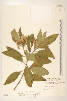 藏品(美洲闊苞菊)的圖片