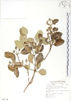 藏品(海茄苳)的圖片