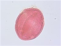 藏品(草梧桐)的圖片