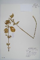 藏品(印度牛膝、土牛藤)的圖片