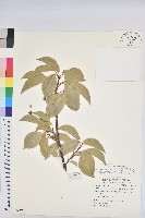 藏品(土沉香)的圖片