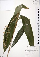 藏品(山月桃)的圖片