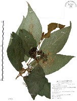 藏品(杜虹花，台灣紫珠)的圖片