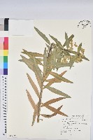 藏品(臺灣大戟)的圖片