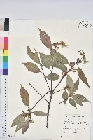 藏品(青剛櫟、鐵椆)的圖片