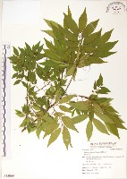 藏品(櫸、雞油)的圖片