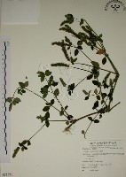 藏品(爵床)的圖片