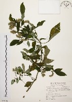 藏品(臺灣鱗球花)的圖片