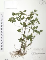 藏品(克非亞草)的圖片