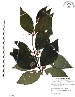 藏品(杜虹花，台灣紫珠)的圖片