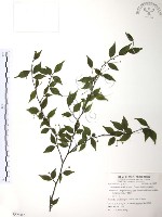 藏品(燈稱花、烏雞骨)的圖片
