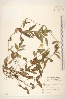 藏品(蟛蜞菊)的圖片