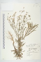 藏品(美洲假蓬)的圖片