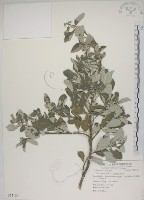 藏品(海埔姜)的圖片