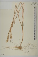 藏品(藜、灰藜)的圖片