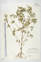 藏品(豬草)的圖片