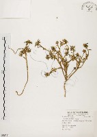 藏品(毛馬齒莧)的圖片