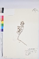 藏品(千根草)的圖片