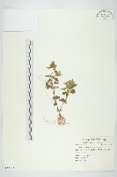 藏品(金腰箭)的圖片