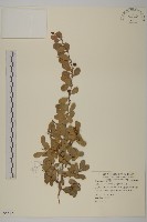 藏品(北仲, 刺裸實)的圖片