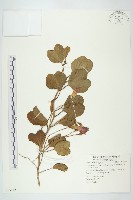 藏品(馬鞍藤)的圖片