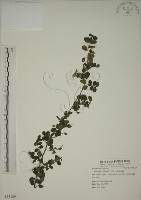 藏品(小葉黃鱔藤)的圖片