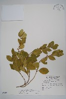 藏品(武靴藤)的圖片