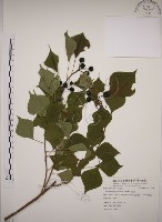 藏品(烏臼)的圖片