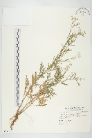 藏品(銀膠菊)的圖片