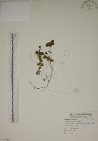 藏品(酢漿草)的圖片