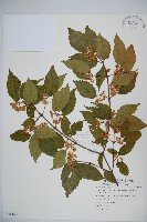 藏品(紅子莢迷)的圖片