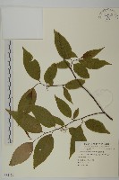 藏品(佩羅特木)的圖片