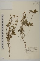 藏品(鬼針)的圖片