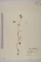 藏品(繁縷)的圖片