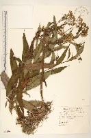 藏品(黃菀)的圖片