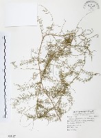 藏品(天門冬)的圖片