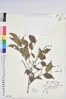 藏品(細葉饅頭果)的圖片