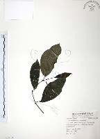 藏品(風藤)的圖片