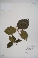 藏品(呂宋莢迷)的圖片