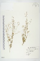 藏品(薺)的圖片