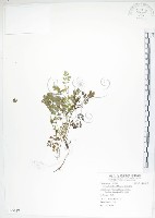藏品(臺灣黃菫)的圖片