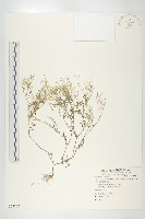 藏品(臺灣碎米薺)的圖片