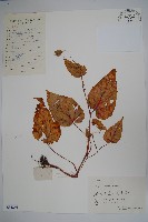 藏品(秋海棠)的圖片