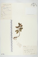 藏品(費菜)的圖片