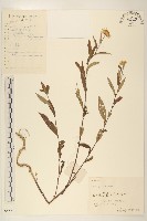 藏品(旋覆花)的圖片