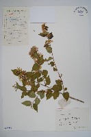 藏品(臺灣糯米條)的圖片