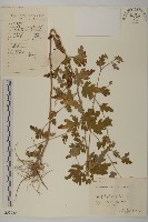 藏品(油菊、野菊)的圖片