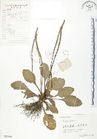 藏品(車前草)的圖片