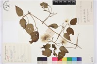 藏品(粗齒鐵線蓮)的圖片