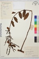 藏品(大葉勾兒茶)的圖片